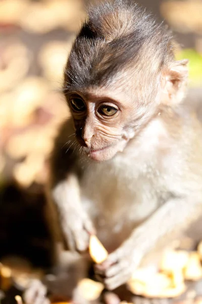 Singes Dans Forêt Singes Bali — Photo