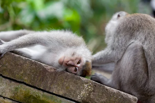 발리의 원숭이 원숭이들 — 스톡 사진
