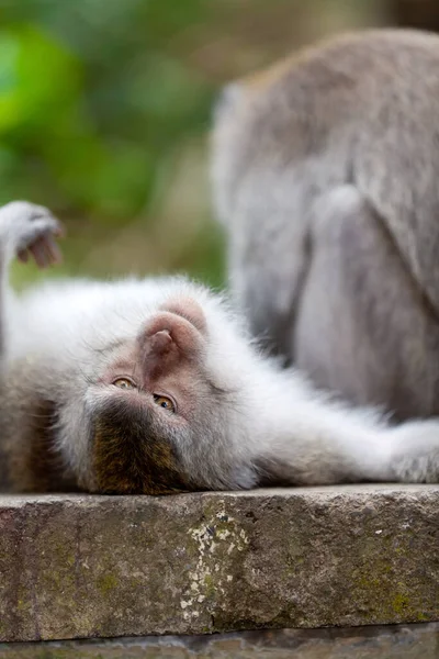 Monyet Hutan Monyet Bali — Stok Foto