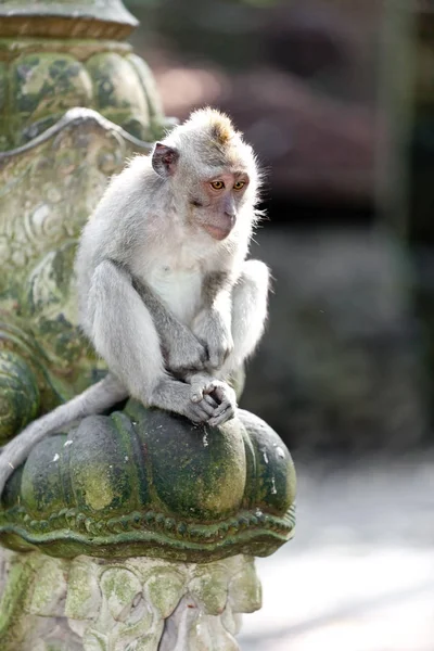 Affen Affenwald Auf Bali — Stockfoto