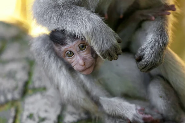 Macacos Floresta Macacos Bali — Fotografia de Stock