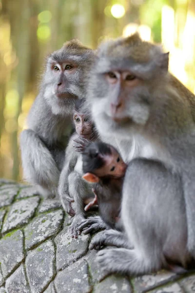 Macacos Floresta Macacos Bali — Fotografia de Stock