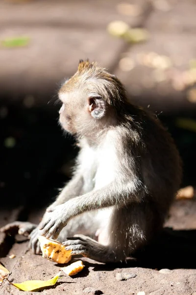 Affen Affenwald Auf Bali — Stockfoto