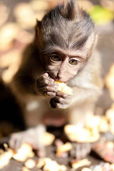 Singes Dans Forêt Singes Bali — Photo