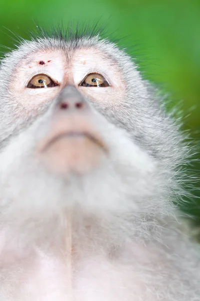 Macacos Floresta Macacos Bali — Fotografia de Stock