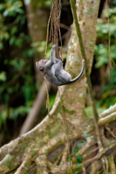Małpy Lesie Małp Bali — Zdjęcie stockowe