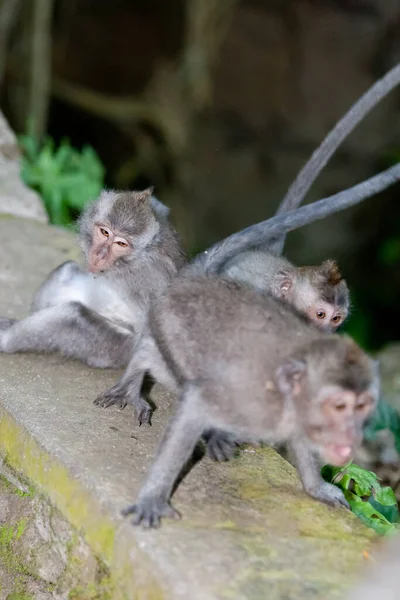 Monos Bosque Monos Bali —  Fotos de Stock