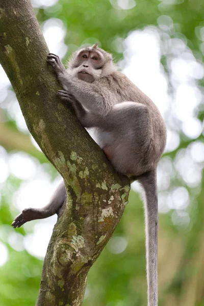 Monkeys Monkey Forest Bali — Stock Photo, Image