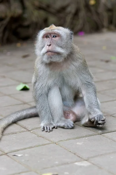 Macacos Floresta Macacos Bali — Fotografia de Stock