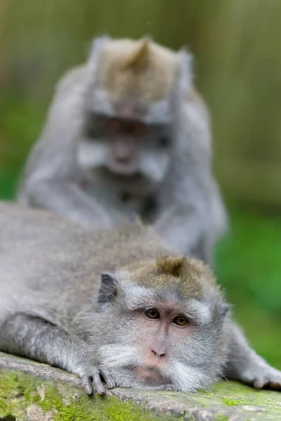 Majmok Majomerdőben Balin — Stock Fotó