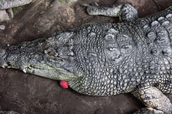 Animal Crocodile Prédateur Des Amphibiens — Photo