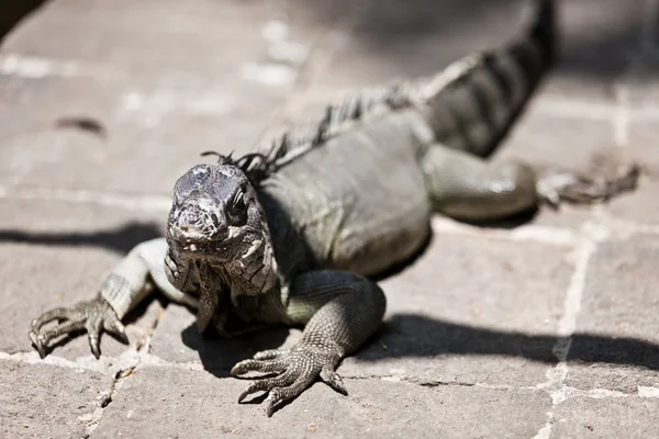 Grande Iguana Arboreto — Fotografia de Stock