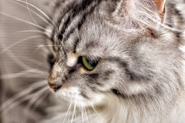 Nahaufnahme Porträt Der Grauen Katze Flacher Dof — Stockfoto