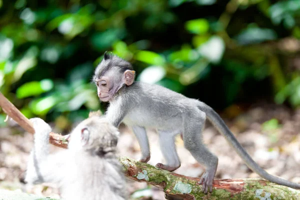 Monkeys Monkey Forest Bali — Stock Photo, Image