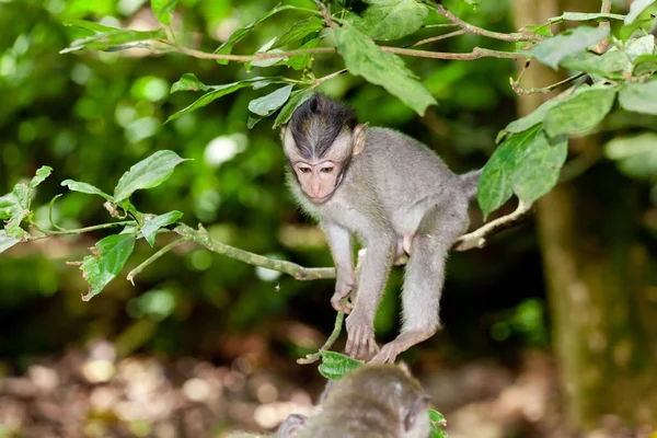 Monkeys Monkey Forest Bali — Stock Photo, Image