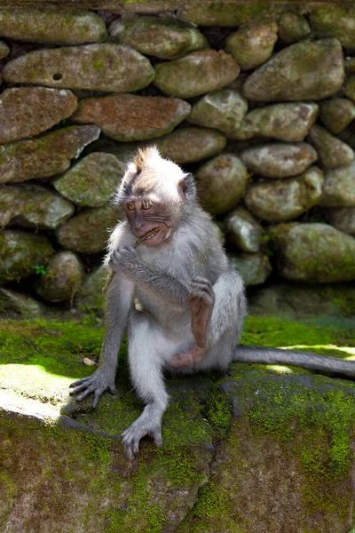 Opice Opičím Lese Bali — Stock fotografie