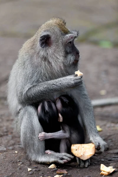 Singes Dans Forêt Singes Bali — Photo