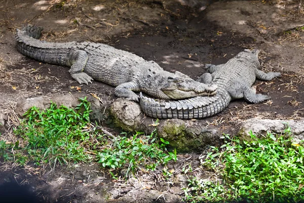 Grande Iguana Arboreto — Fotografia de Stock