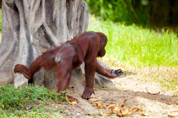 Hayvanat Bahçesindeki Bir Orangutanın Portresi — Stok fotoğraf