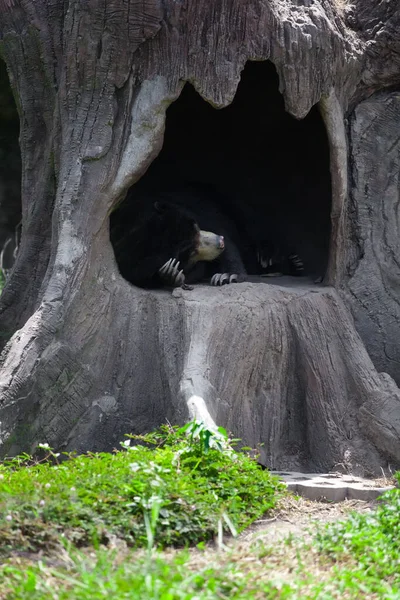 Αρκούδα Μέλι Melursus Ursinus — Φωτογραφία Αρχείου