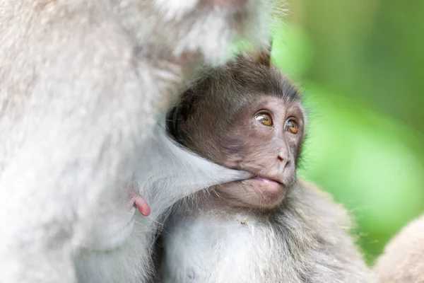 발리의 원숭이 원숭이들 — 스톡 사진
