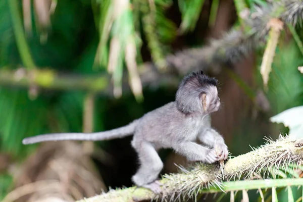 Monkeys Monkey Forest Bali — Stock Photo, Image