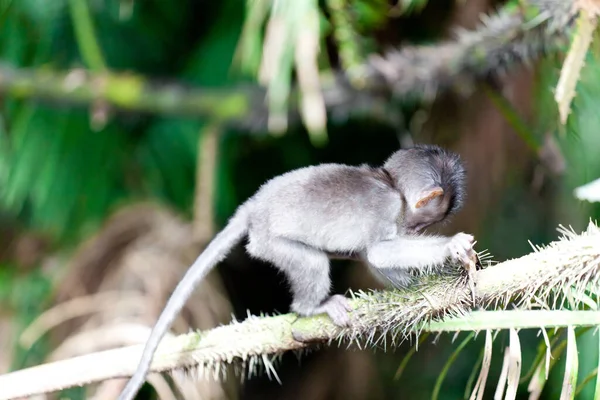 Monkeys Monkey Forest Bali — Stock Photo, Image