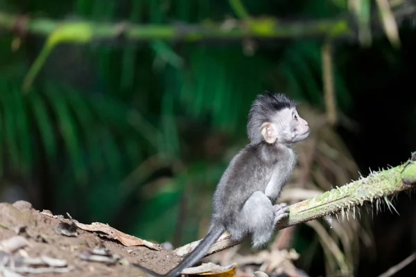 バリ島の猿の森の猿 — ストック写真