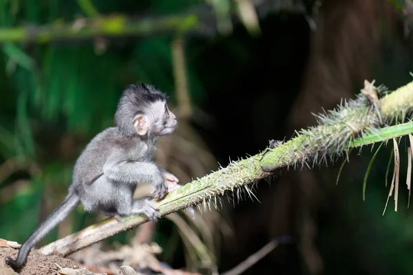 Monkeys Monkey Forest Bali — Stock Photo, Image