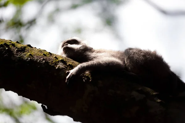 Scimmie Nella Foresta Scimmie Bali — Foto Stock