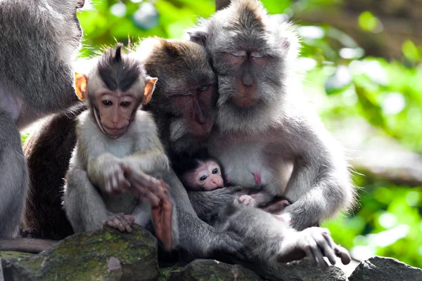 Macacos Floresta Macacos Bali — Fotografia de Stock