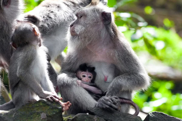 Πίθηκοι Στο Δάσος Πιθήκων Στο Μπαλί — Φωτογραφία Αρχείου