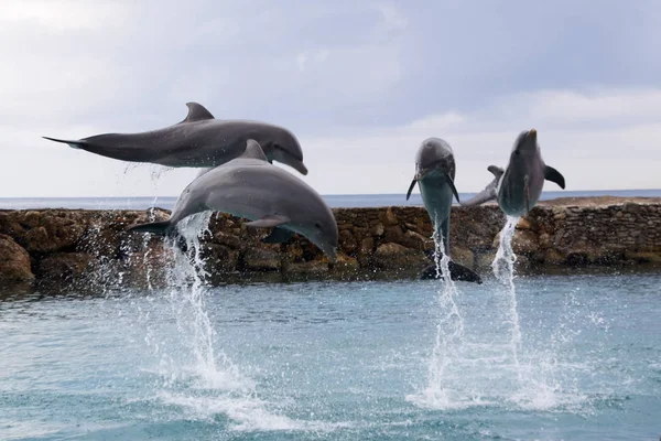 Delphin Delphinidae Fotografiert Oktober Auf Curacao — Stockfoto