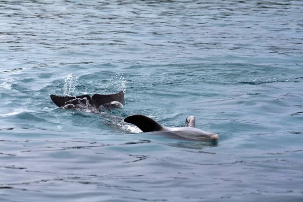 Dolphin Delphinidae 10月在库拉索岛拍摄 — 图库照片