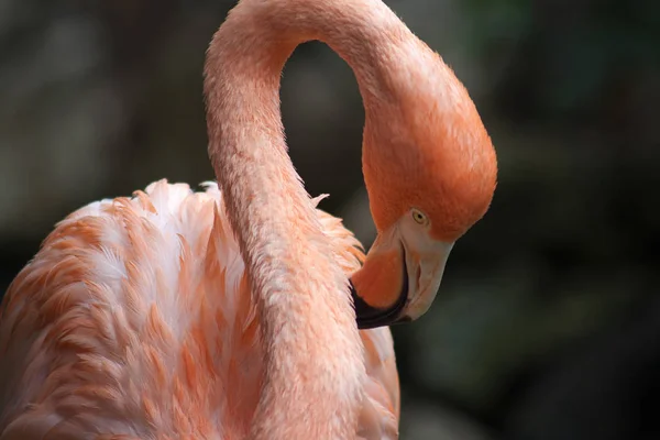 自然の中での美しいフラミンゴの鳥の景観 — ストック写真
