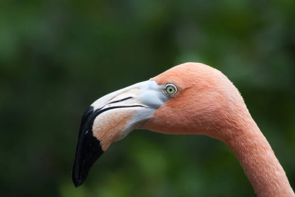 Malerischer Blick Auf Den Schönen Flamingo Vogel Der Natur — Stockfoto