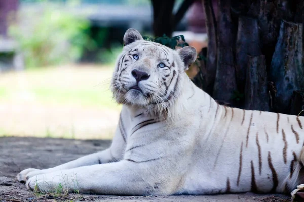 White Royal Bengal Tiger — Stock Photo, Image