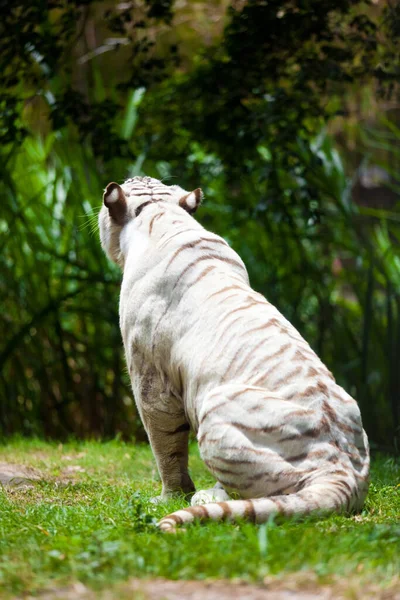 Tigre Bengala Real Branco — Fotografia de Stock