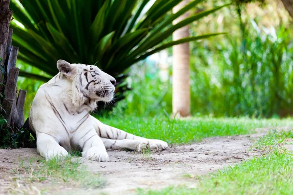 Tigre Bengala Real Branco — Fotografia de Stock
