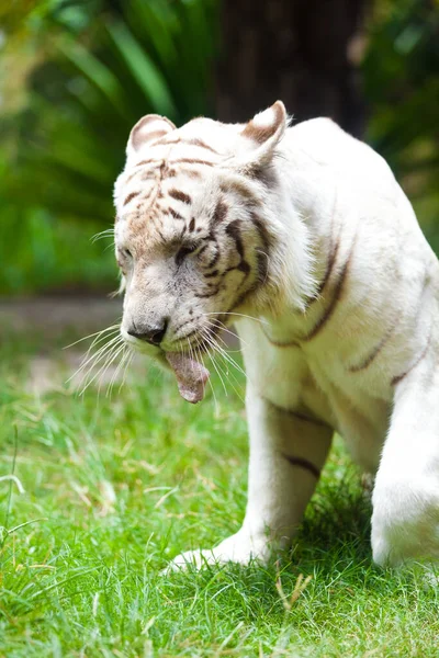 Vit Royal Bengal Tiger — Stockfoto