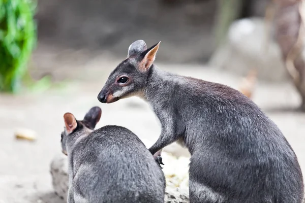 Schattig Kangoeroe Dier Australisch Zoogdier — Stockfoto