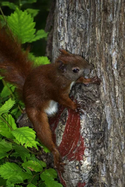 Flora Och Fauna Ekorre Djur Gnagare Fluffig Ekorre — Stockfoto