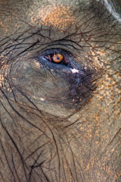 動物園の大きなかわいい象 — ストック写真