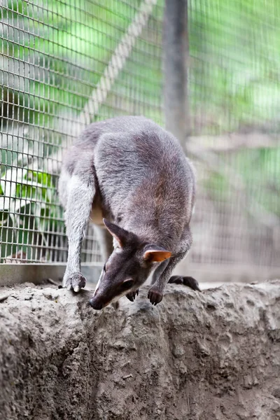 Милое Животное Кенгуру Австралийское Млекопитающее — стоковое фото