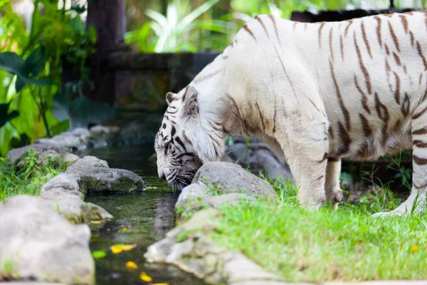 Tigre Bengala Real Branco — Fotografia de Stock