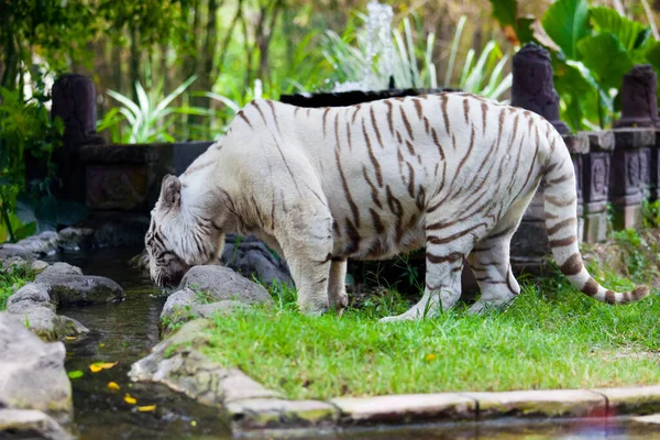 Tigre Bengala Real Blanco — Foto de Stock