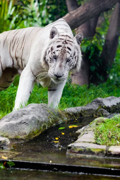 Tigre Bengala Real Branco — Fotografia de Stock