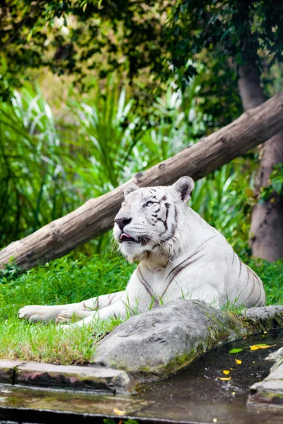 Tigre Bengala Real Blanco — Foto de Stock