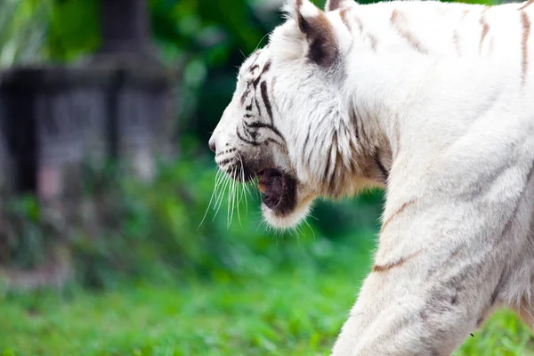 Tigre Bengala Real Branco — Fotografia de Stock