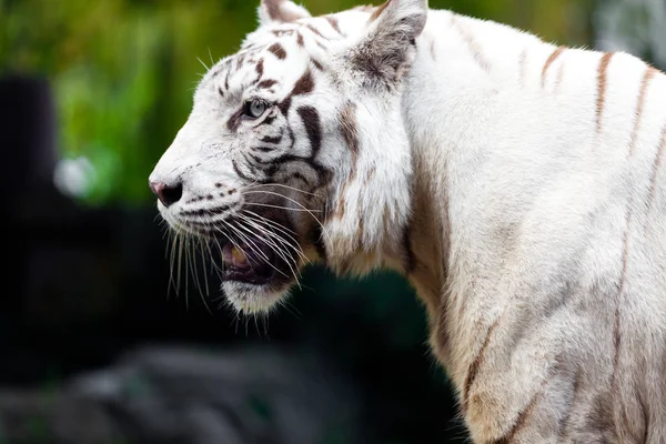 Tigre Bengala Real Branco — Fotografia de Stock